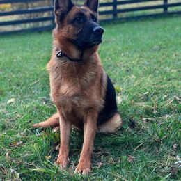 Bee - German Shepherd