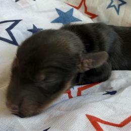 Ozzy - Cream male Dachshund puppy in Pulaski, Tennessee from Billboard Doxies