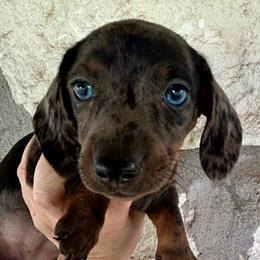 Boujee Blue - Dapple female Dachshund puppy in Purmela, Texas from FLYING L Dachshund Academy