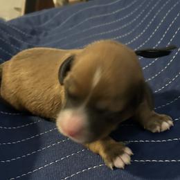 Himalaya , 3 days old - Wheaten female Whoodle puppy in Crawford, Colorado from Saddle Mountain Doodles