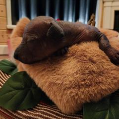 Dunama (purple) - Slate male Xoloitzcuintli puppy in Atwater, California from Cen Cal Xoloitzcuintle