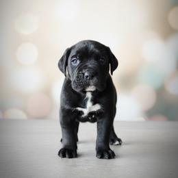 Boy 1 - Black male Cane Corso puppy in Haslet, Texas from Trained To Go Corso Kennels (T.T.G. Corso Kennels)