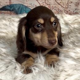 Ziva's Chocolate and Cream Boy - Chocolate and cream male Dachshund puppy in Kalama, Washington from Dazzling Doxies