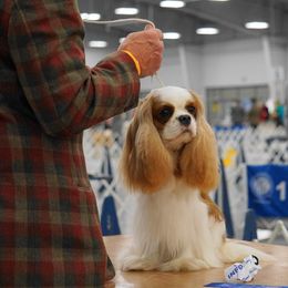 Cavalier King Charles Spaniels from Dulaney Cavaliers