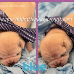 Girl 2 - White female Pug puppy in Cleveland, Ohio from Whimsical White Pugs - Quality Comes First