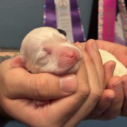 Summer - White female Lowchen puppy in Fort Collins, Colorado from Dragonne Lowchen