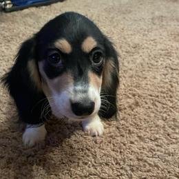Violet - Piebald female Dachshund puppy in Norman, Oklahoma from Country Chapel Dachshunds
