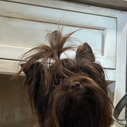 Miley - Yorkshire Terrier