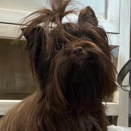Miley - Yorkshire Terrier