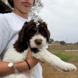 Mousse - Parti male Double Doodle puppy in Yoakum, Texas from The Scott’s Dood Ranch