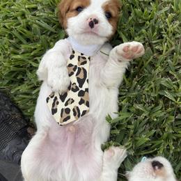 Beagle and Cavalier King Charles Spaniel Puppies from Kuehlers Kavaliers