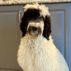 Sold- Yin - Parti Double Doodle puppy in Norfolk, Virginia from Móraí’s Doodles