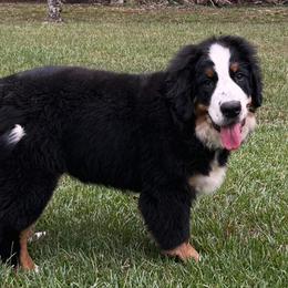 Opal - Bernese Mountain Dog
