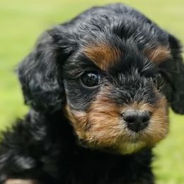 Cavalier King Charles Spaniels and Cavapoos from Camelback Cavaliers