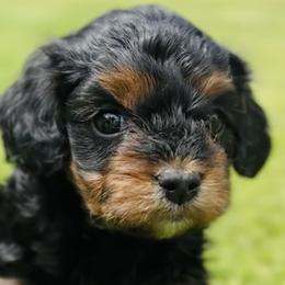 Cavalier King Charles Spaniels and Cavapoos from Camelback Cavaliers