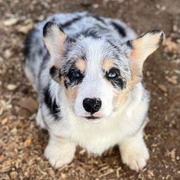 American Corgis and Pembroke Welsh Corgis from C spear Corgis