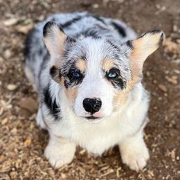 American Corgis and Pembroke Welsh Corgis from C spear Corgis