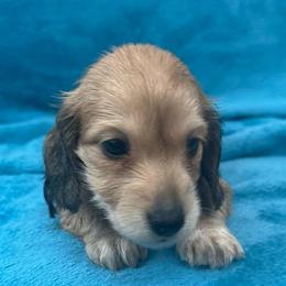 Velma - Cream female Dachshund puppy in Memphis, Tennessee from River City Doxies