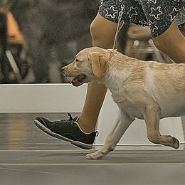 Shania - Yellow Labrador Retriever puppy in Eugene, Oregon from LakeHouse Labrador Retriever LLC