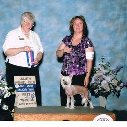 Chinese Crested Puppies from Breezy Meadows