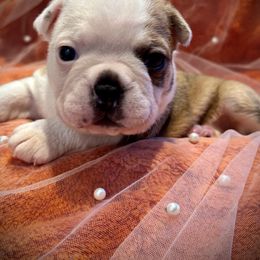 Boston Terrier puppies from Blaze Of Glory Bostons & Frenchies