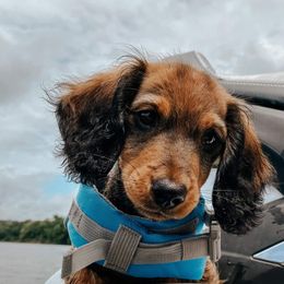 Dachshunds and Goldendoodles from Forrest Kennels