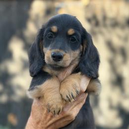 Raven - Black and tan female Dachshund puppy in California from Longboard Dachshunds