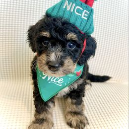BAGEL - Tri-color female Bernedoodle puppy in Houston, Texas from Pia’s Doodle Poodle Wag