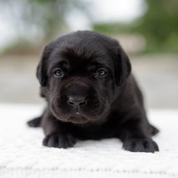 Fuse - Black male Labrador Retriever puppy in Allons, Tennessee from UC Labradors LLC