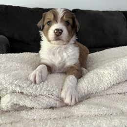 Aussiedoodle Puppies from A Dose Of Doodle