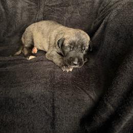 Charm - Brindle male Irish Wolfhound puppy in Uintah County, Utah from Bingo's Wolfhounds, Lollipop Pomskies
