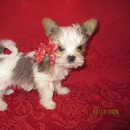 Yorkshire Terrier puppies from Grandma's Yorkie Cottage