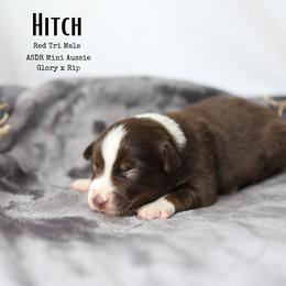 Hitch RTM4 - Red tri male Miniature Australian Shepherd puppy in Nacogdoches, Texas from TK Standard, Mini, & Toy Aussies