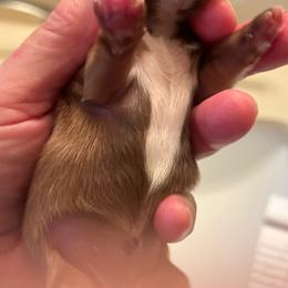 Girl 3 - Red and tan female Shih Tzu puppy in Clifton Springs, New York from Whispering Winds Charmed Hollow