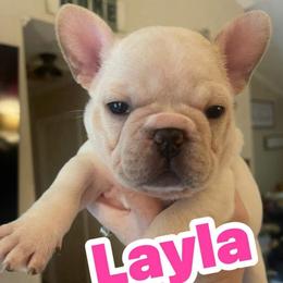 Layla - White female Bulldog puppy in Seneca, South Carolina from Burrell’s Bulldog Kingdom