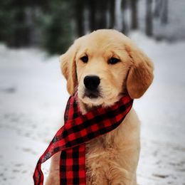 Golden Retriever Puppies from DoubleTake Goldens