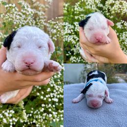 Sheepadoodle Puppies from Gainesville Sheepadoodles