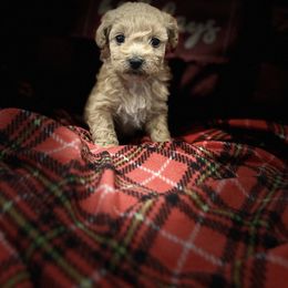 Nelly - Apricot male Maltipoo puppy in Scott, Arkansas from Legacy's Litters