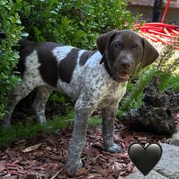German Shorthaired Pointer Puppies from Tipsy Rabbit GSP TopDog Kennel