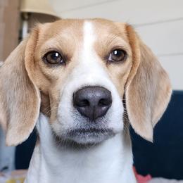 Frankie - Beagle