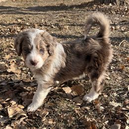 Moana - Aussiedoodle puppy from Jojo the Sanpete Aussie