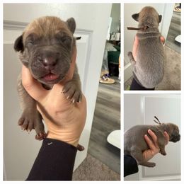 Brown - Blue female Great Dane puppy in Doylestown, Ohio from Dana's Danes