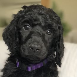Rain (purple collar) - Poodle puppy in Burley, Idaho from Soul Poodiful