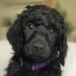 Rain (purple collar) - Poodle puppy in Burley, Idaho from Soul Poodiful