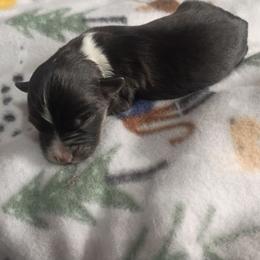 Cosmo - Black tri male Toy Australian Shepherd puppy in Humansville, Missouri from Tater Tot aussies