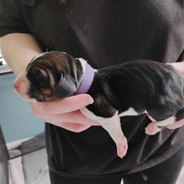 Purple - Black brown and white female Basset Hound puppy in Highland, Michigan from Dream Hounds of Michigan