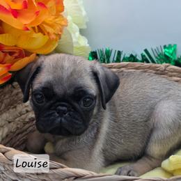 Louise - Fawn female Pug puppy in Olin, North Carolina from Piggy Pugs