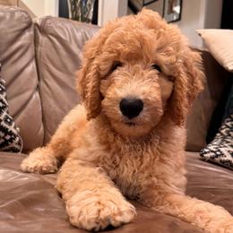 Harry (the second) - Apricot male Goldendoodle puppy in De Land, Florida from Rezapour Doodle Estate