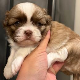 Hercules - Liver and white male Shih Tzu puppy in Upland, California from Sassy AKC Shih Tzus