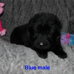Light blue - Black male German Shepherd puppy in Ann Arbor, Michigan from Von Der Havier German Shepherds